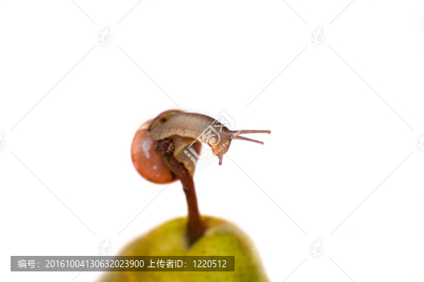 蝸牛