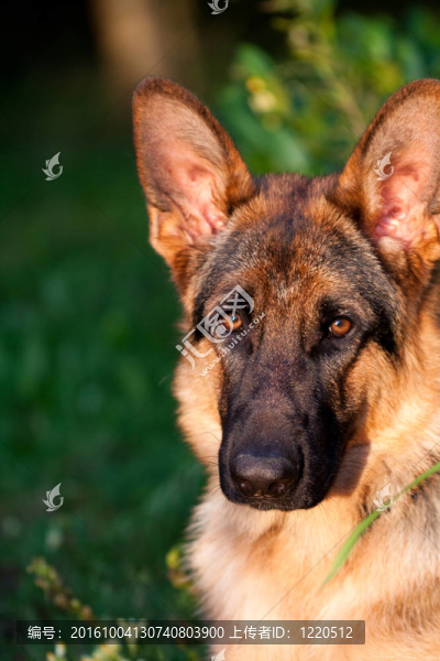 德國牧羊犬