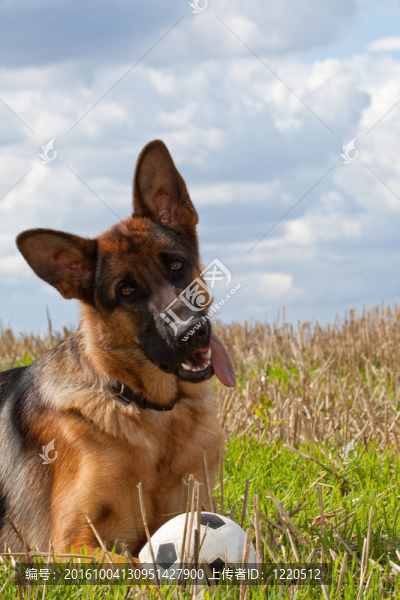 德國牧羊犬