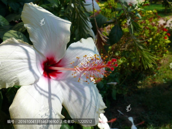 白芙蓉