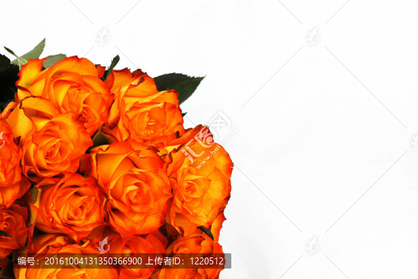 橙色玫瑰-匯圖網(wǎng) www.fosd68.com 橙色玫瑰