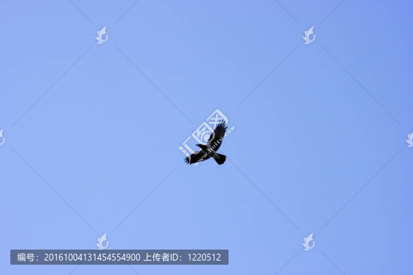 鳥