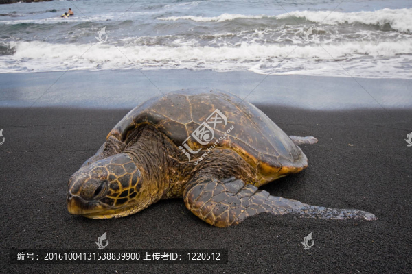 海灘上的海龜