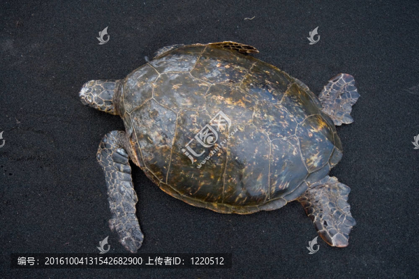 綠海龜背觀