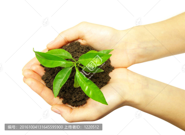 植物在手