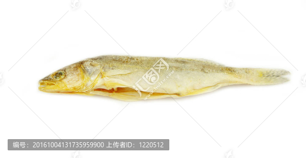羅奇魚