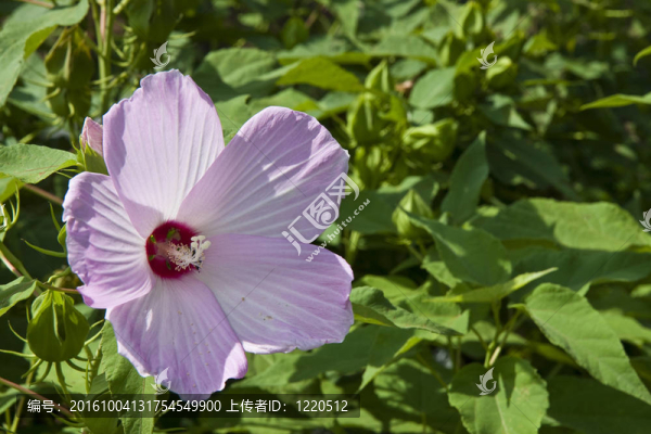薰衣草芙蓉綠