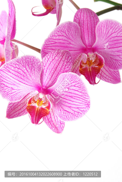 美麗的蘭花