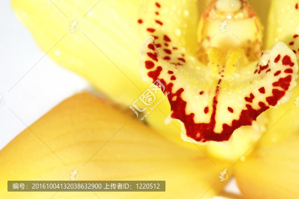 蘭花