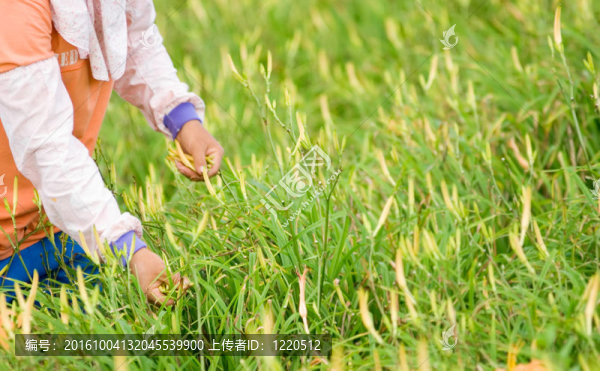 農(nóng)民工作的老虎百合農(nóng)場