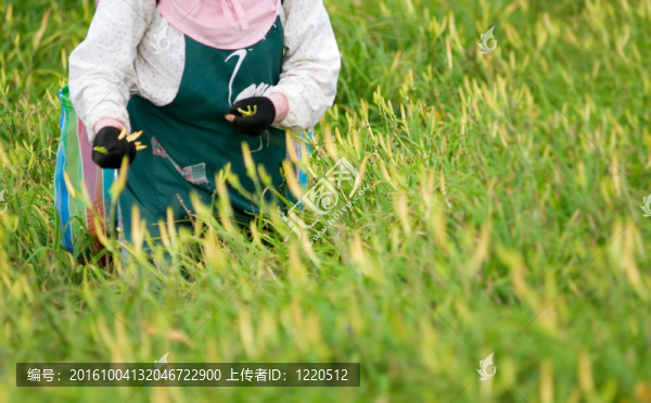 農(nóng)民工作的老虎百合農(nóng)場(chǎng)