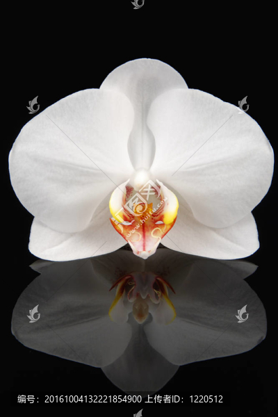 黑白蘭花