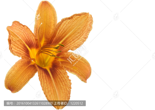 黃花菜
