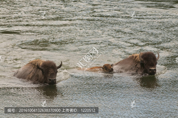 水牛在黃石公園游泳