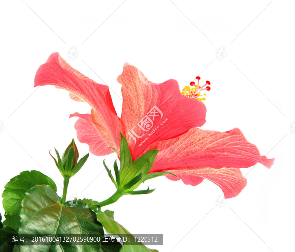 木槿