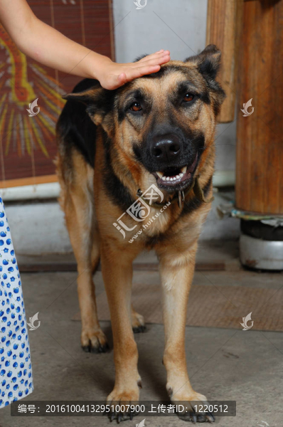 德國牧羊犬