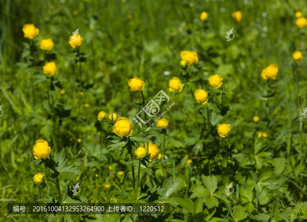 陽光明媚的花朵