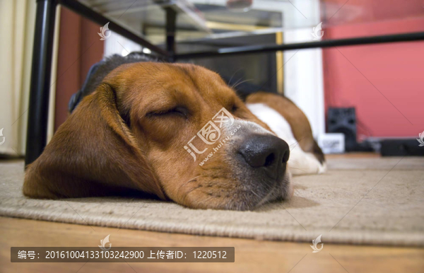 昏昏欲睡的比格犬