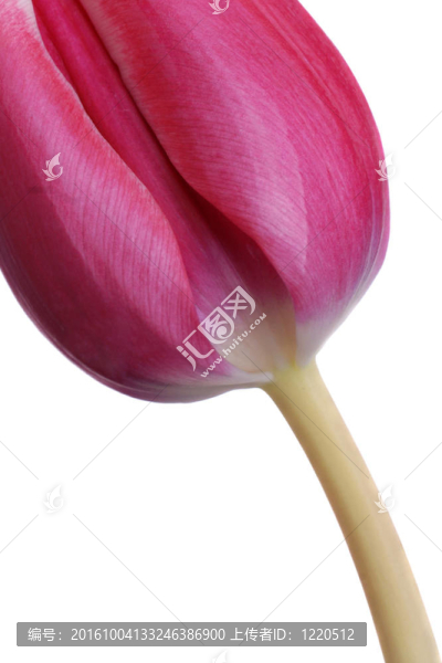 鮮粉紅色的郁金香