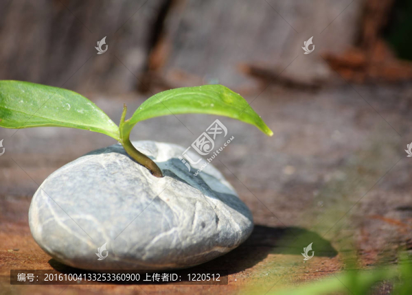 植物發(fā)芽的石頭
