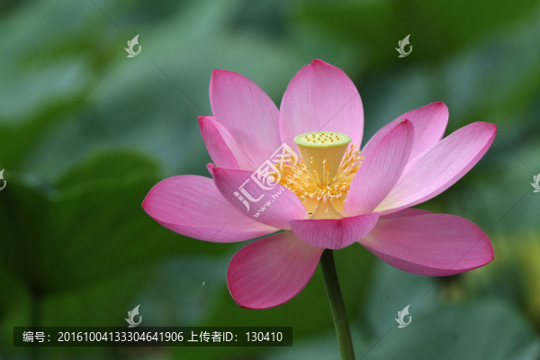 紅荷花