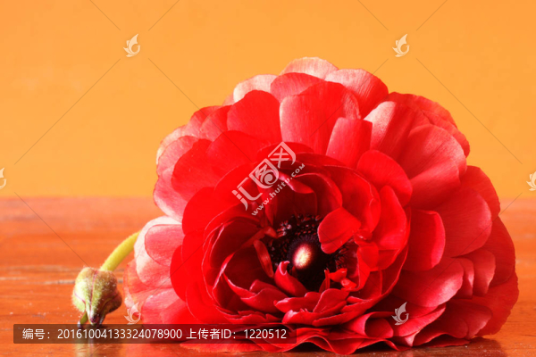 毛茛