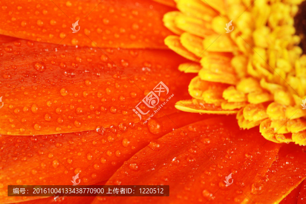 橙色非洲菊