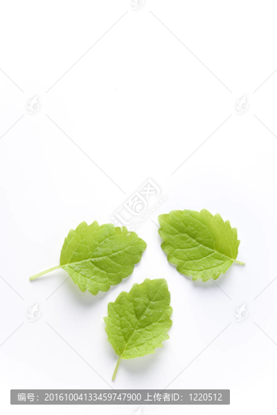 三香蜂草葉片在白色背景