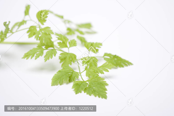 對蠟葉峨?yún)⑷~；Chervil；在空間的文字白色背景