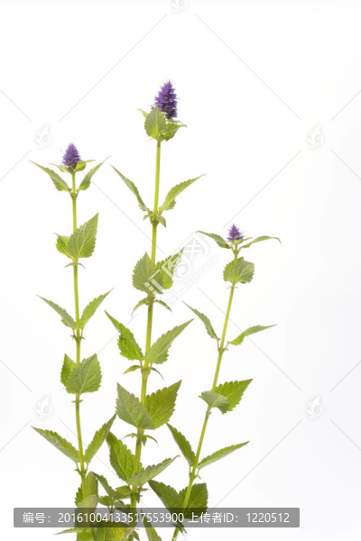 紫色花藿香在白色背景