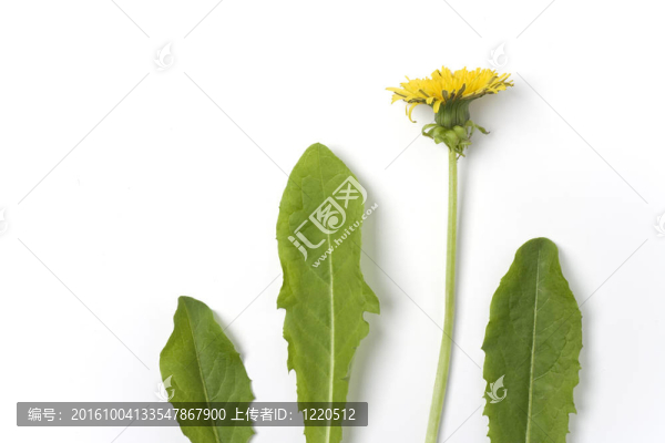 白色背景上的蒲公英花和葉子