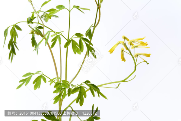 在白色背景上的黃色的花，Ruta,graveolens
