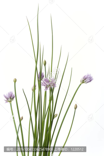 在白色背景上的紫色的花，韭菜