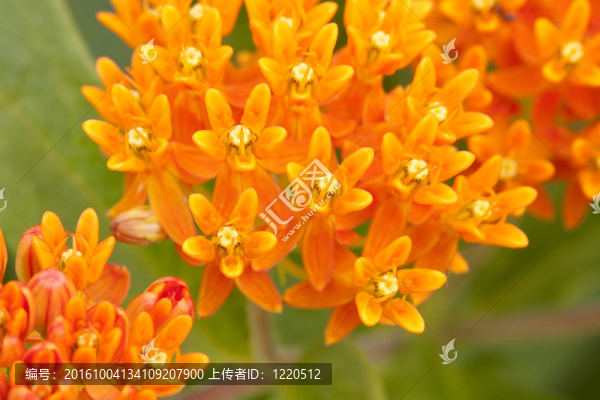 蝴蝶草的花