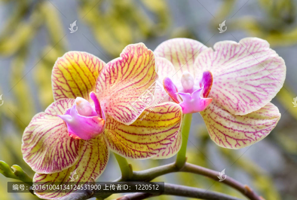 蘭花