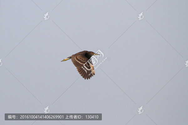 夜鷺