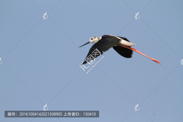 長腳鷸