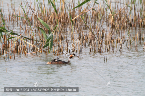 鳳頭??