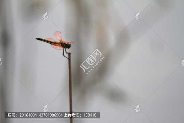 蜻蜓