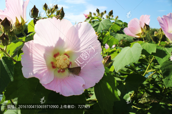 木芙蓉花