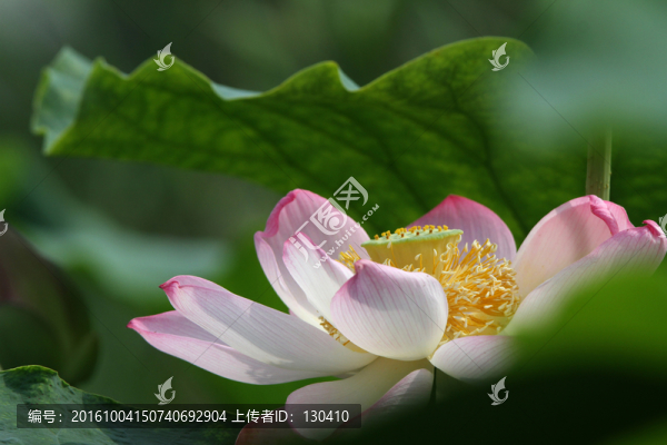 蓮花