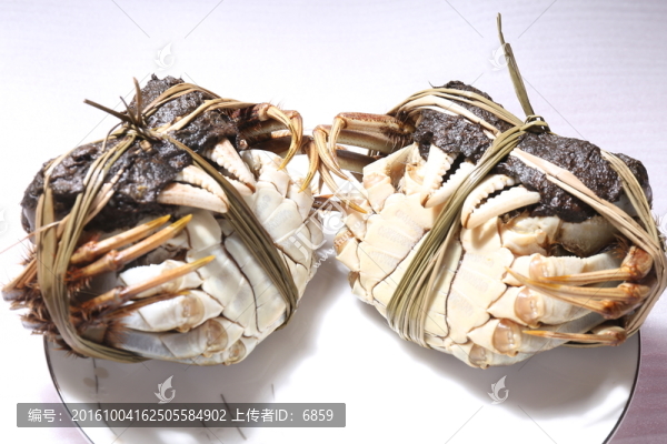 陽澄湖大閘蟹,公母蟹