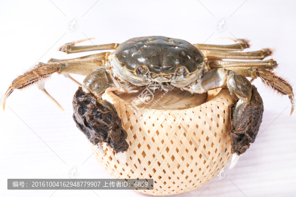 陽澄湖大閘蟹,活蟹