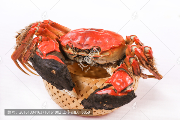 陽澄湖大閘蟹,蒸蟹