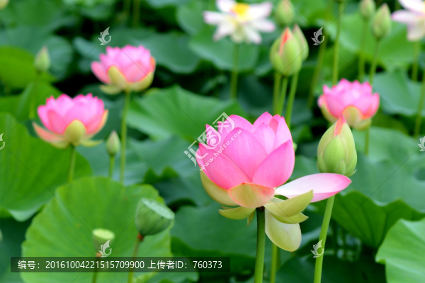 寫(xiě)意荷塘荷花