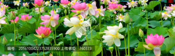 寫意荷塘荷花