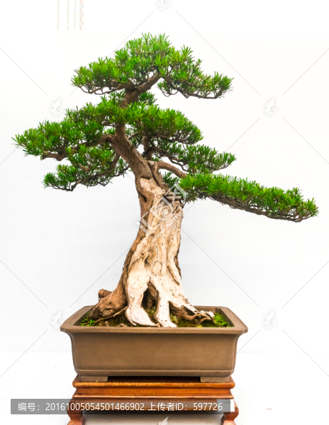 盆景藝術(shù),歷盡滄桑