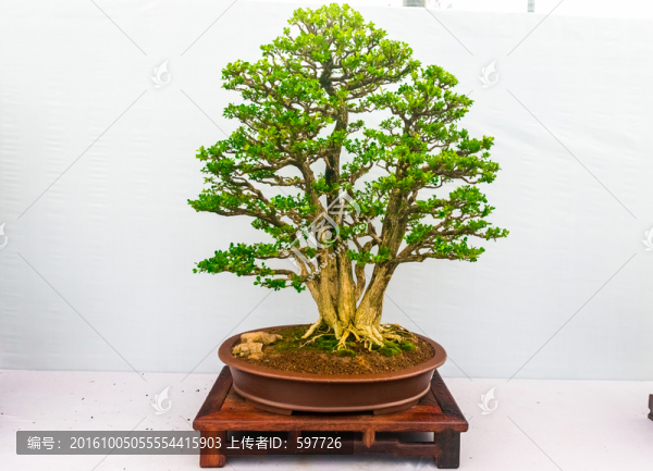 盆景藝術(shù),共沐春風(fēng)