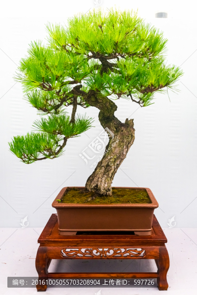 盆景藝術(shù),翠云