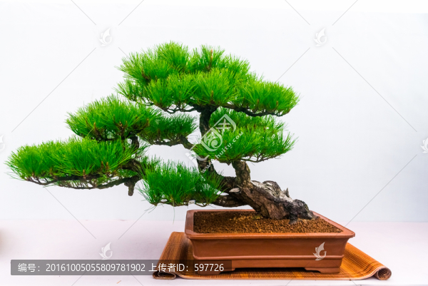 盆景藝術